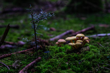Obraz premium Pilze und Psylos im Märchenwald