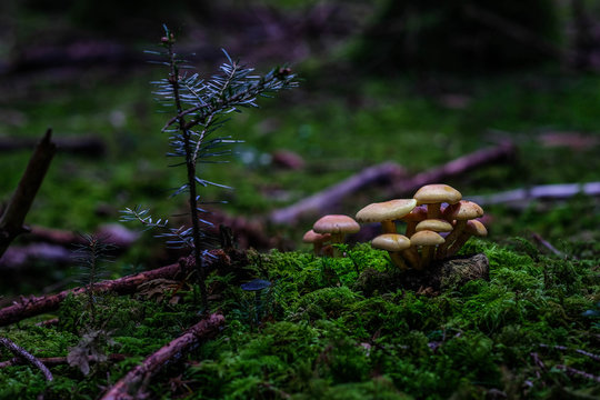 Pilze und Psylos im M&auml;rchenwald