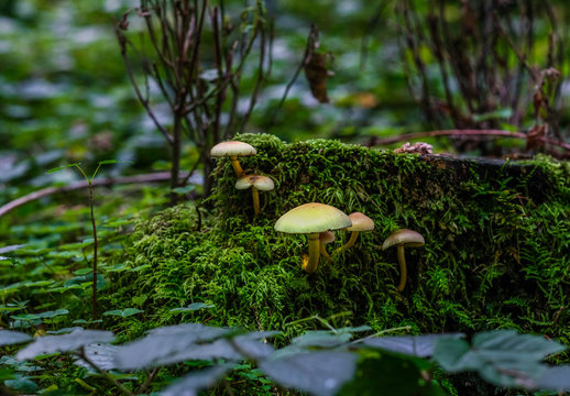 Pilze und Psylos im M&auml;rchenwald