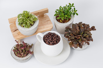 coffee beans and plants in flower pots on white background
