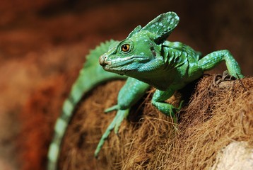 green lizard