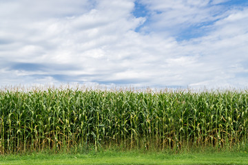 Maisfeld im Sommer