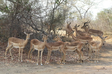 Naklejka na ściany i meble animali sud africa parc kruger gruppo di impala