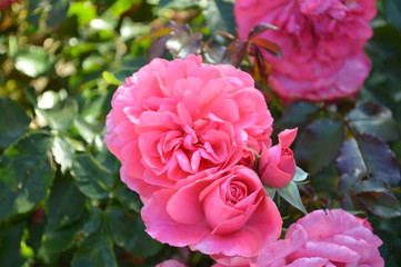 Pink Roses Flowers