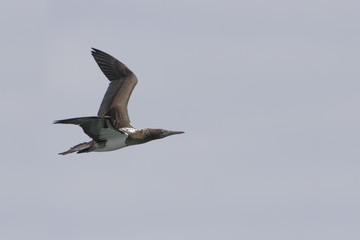 Blue-footed booby (Sula nebouxii) immature flying, Punta Cormorant, Floreana, Galapagos Islands
