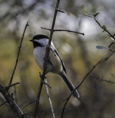 Chickadee