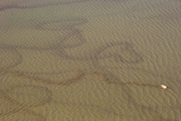 Greater Flamingo (Phoenicopterus ruber ruber) wading in water, Punta Cormorant, Floreana, Galapagos Islands
