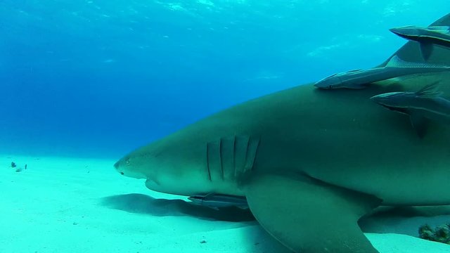 Close up, lemon shark swims with remoras over ocean floor