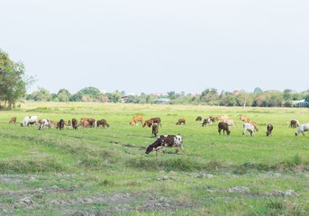 Cows grazing on farm with green field in good weather day