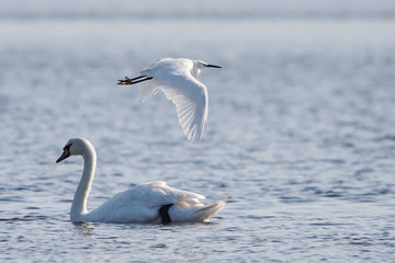 Fototapeta na wymiar Little Egret and Mute Swan