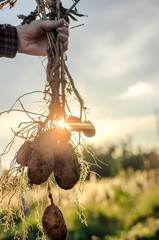 A bush of young fresh potatoes in the hands of a farmer woman on the background of the sun in the field