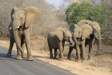 gruppo elefanti parco kruger sud africa