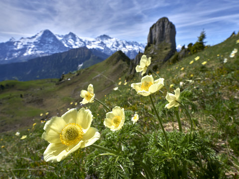 Schwefelanemonen auf Bergwiese in den Berner Alpen (Schynige Platte). Im Hintergrund links die Eigernordwand.
