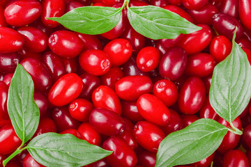 dogwood berry with leaf as background. Top view