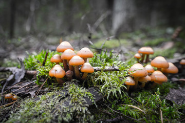 inedible mushrooms in the forest