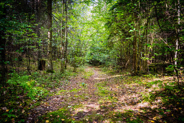 Obraz premium landscape of autumn forest