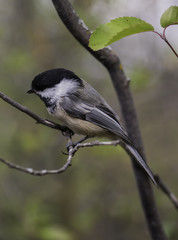 Chickadee