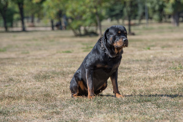  Purebred Rottweiler dog outdoors in the nature  on a summer day. Selective focus on dog