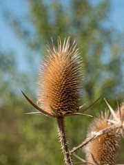 Dry thistle. Dry thistle at the end summer.