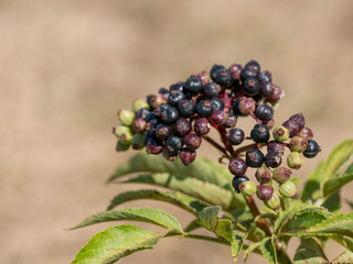 Elderberry. Close up view of wet elderberry's bunch over green leaves