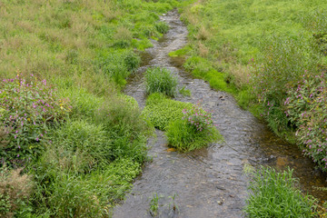 Natural brook in summer