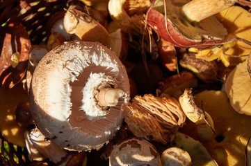 parasol mushroom (Macrolepiota procera or Lepiota procera) and others