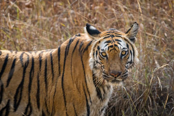 Rajbhera Tigress, Bandhavgarh National Park, India