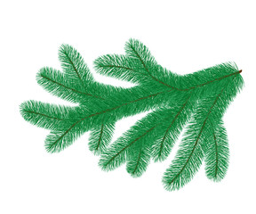 Fir branch, isolated on white background. Vector illustration.