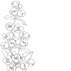Floral background with hand-drawn branches of flowers jasmine. Vector illustration on a white background with  place for text. Invitation, greeting card or an element for your design.