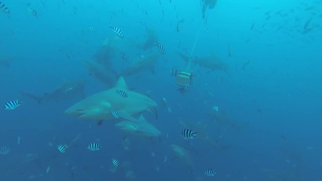 Sharks swim towards bait in garbage bin, underwater POV