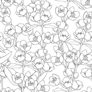 Seamless pattern with blossoming branches of jasmine on white background. Flowers jasmine. Vector illustration.