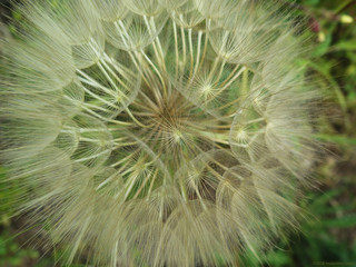 closeup / macro of a dandelion 