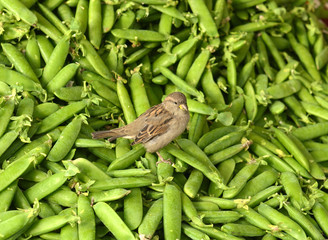 Young sparrow steals peas from counter