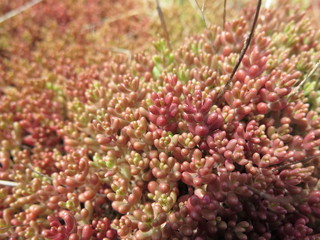 red and green moss closeup