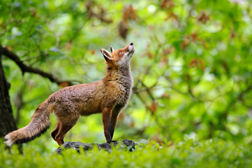 Fox with beatiful forrest background