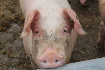 Schweine aus biologischer Landwirtschaft