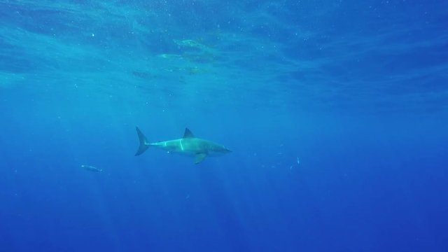 POV, scuba divers in cage photograph great white shark