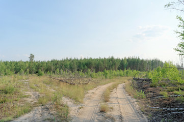 Forest dirt road in central Russia.