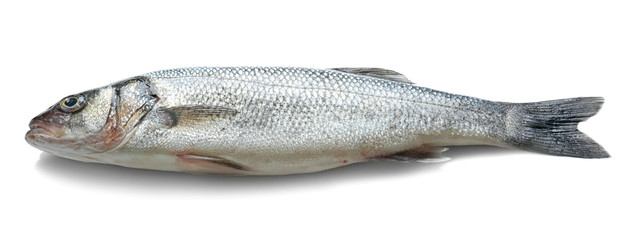 Fresh fish on white background
