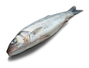 Fresh fish on white background