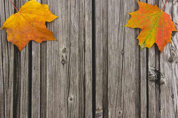 Naklejka na ściany i meble autumn yellow-orange maple leaves on a rustic wooden background