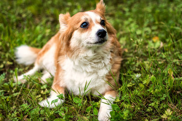 the dog of breed of a corgi lies in a green grass