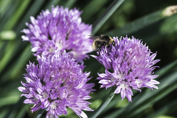 Bumblebee on Onion Chives Flowers