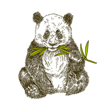Panda with stalk bamboo. Vector illustration,
