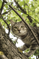 Cat on Tree