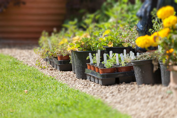 Gardeners paradise with stunning flowers and plants glowing in pots near a potting shed