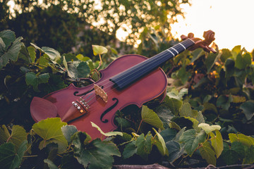 A violin atop grapevines with the sun in the background