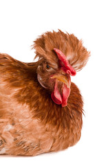 Portrait of a brown chicken isolated on white background
