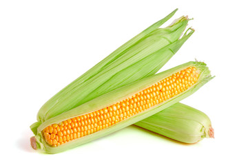 ear of corn isolated on a white background