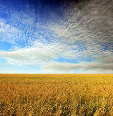 Obraz premium wheat field at the sunset